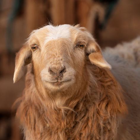 Schafe sind ein wichtiger Teil der Herde Ein braunes Schaf mit weißem Fleck schaut in die Kamera